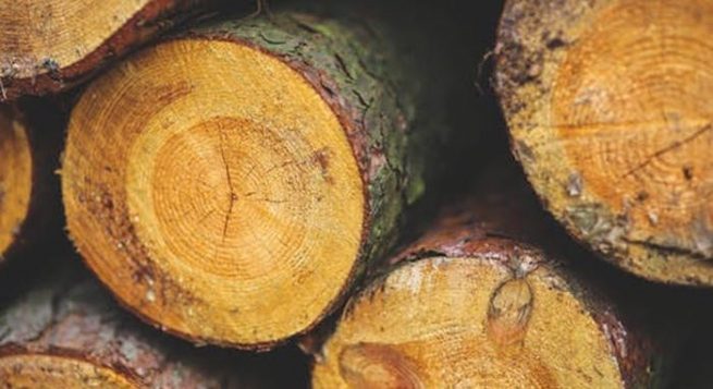 tax basis on timber and easements